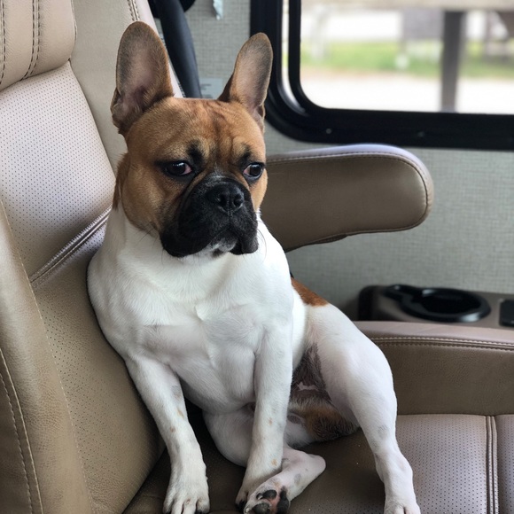 Meet your Posh Ambassador… - Picture 2 of 7